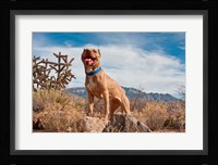 Pitt Bull Terrier dog Fine Art Print