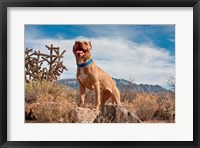 Pitt Bull Terrier dog Fine Art Print