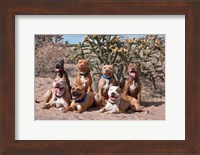 American Pitt Bull Terrier dogs, cactus Fine Art Print