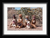 American Pitt Bull Terrier dogs, cactus Fine Art Print