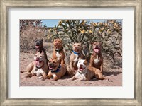 American Pitt Bull Terrier dogs, cactus Fine Art Print