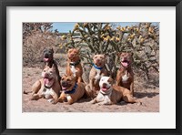 American Pitt Bull Terrier dogs, cactus Fine Art Print