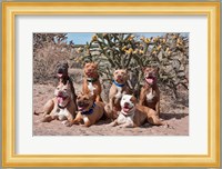 American Pitt Bull Terrier dogs, cactus Fine Art Print