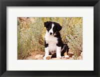 Border Collie puppy dog Fine Art Print