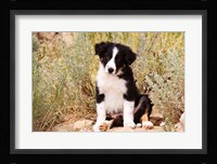 Border Collie puppy dog Fine Art Print