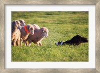 Purebred Border collie dog and Merino sheep Fine Art Print