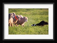 Purebred Border collie dog and Merino sheep Fine Art Print