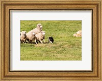 Purebred Border Collie dog and sheep Fine Art Print