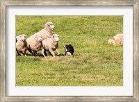 Purebred Border Collie dog and sheep Fine Art Print
