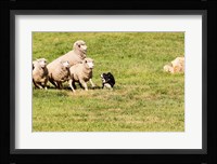 Purebred Border Collie dog and sheep Fine Art Print