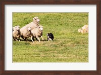 Purebred Border Collie dog and sheep Fine Art Print