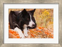 Purebred Border Collie dog on moss rock Fine Art Print