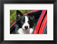 Purebred Border Collie dog, red truck window Fine Art Print