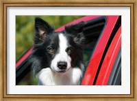 Purebred Border Collie dog, red truck window Fine Art Print