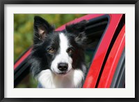 Purebred Border Collie dog, red truck window Fine Art Print