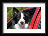 Purebred Border Collie dog, red truck window Fine Art Print