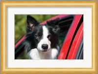 Purebred Border Collie dog, red truck window Fine Art Print