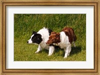 Purebred Border Collie dogs Fine Art Print