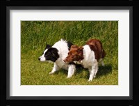 Purebred Border Collie dogs Fine Art Print