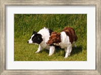 Purebred Border Collie dogs Fine Art Print