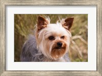 Purebred Yorkshire Terrier Dog Fine Art Print