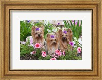 Purebred Yorkshire Terrier Dog in flowers Fine Art Print