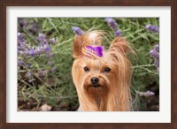 Purebred Yorkshire Terrier dog, purple bow Fine Art Print