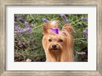 Purebred Yorkshire Terrier dog, purple bow Fine Art Print