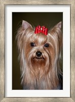 Show Yorkshire Terrier Dog with red bow Fine Art Print