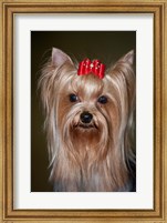 Show Yorkshire Terrier Dog with red bow Fine Art Print