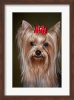Show Yorkshire Terrier Dog with red bow Fine Art Print