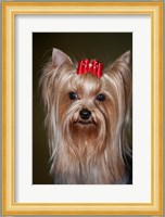 Show Yorkshire Terrier Dog with red bow Fine Art Print