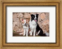 An adult Border Collie dog with puppy Fine Art Print