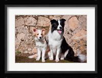 An adult Border Collie dog with puppy Fine Art Print