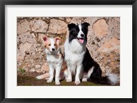 An adult Border Collie dog with puppy Fine Art Print