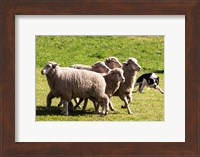 Purebred Border Collie dog turning sheep Fine Art Print