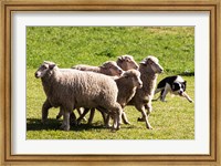Purebred Border Collie dog turning sheep Fine Art Print
