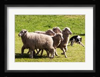 Purebred Border Collie dog turning sheep Fine Art Print