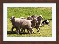 Purebred Border Collie dog turning sheep Fine Art Print