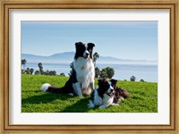 Two Border Collie dogs Fine Art Print