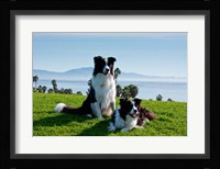Two Border Collie dogs Fine Art Print