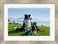 Two Border Collie dogs Fine Art Print