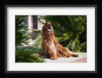 An Irish Setter dog surrounded by cycads Fine Art Print
