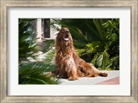 An Irish Setter dog surrounded by cycads Fine Art Print