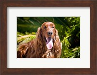 An Irish Setter lying surrounded by greenery Fine Art Print