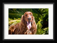 An Irish Setter lying surrounded by greenery Fine Art Print