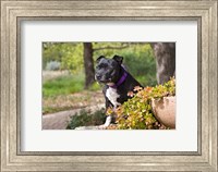 Staffordshire Bull Terrier dog in a garden Fine Art Print