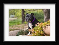 Staffordshire Bull Terrier dog in a garden Fine Art Print