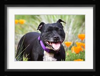 Staffordshire Bull Terrier standing in a field of wild Poppy flowers Fine Art Print