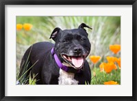 Staffordshire Bull Terrier standing in a field of wild Poppy flowers Fine Art Print